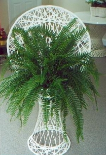 Large Fan Back Planter